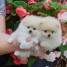 chiot-type-pomeranien-teacup-a-donner