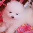 chiot-type-pomeranien-teacup-a-donner