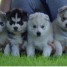 chiot-husky-siberien-a-donner-email-perrine1997armanno-gmail-com