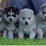 magnifique-chiot-husky-siberien-a-donner