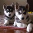 magnifique-chiots-husky-siberien-a-donner