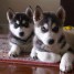 chiot-husky-siberien-a-donner-email-perrine1997armanno-gmail-com
