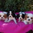 adorable-chiot-cavalier-king-charles-a-donner