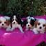 chiot-cavalier-king-charles-a-donner-contact-belle12-b-outlook-com