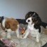 chiot-cavalier-king-charles-a-donner-contact-belle12-b-outlook-com