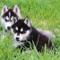 adooner-chiots-husky-siberien-non-lof-annettelesage9-gmail-com