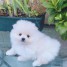 chiots-spitz-nain-clemenceabril-netcourrier-com