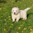 chiots-golden-retriever-contact-gemma-12a-outlook-com-a-donner