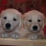 chiots-golden-retriever-contact-gemma-12a-outlook-com-a-donner