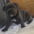 donne-chiots-staffie-contact-leoneousseau12-outlook-com