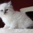 adorables-chatons-ragdoll-a-donner-eleonoregagnon-netcourrier-com