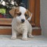 magnifique-amie-chiot-jack-russell-a-donner