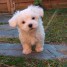 chiots-bichon-maltais-a-donner-contact-charles-bonnet12-outlook-com