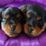 superbes-chiots-yorkshire-terrier