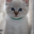 magnifique-chaton-pure-race-loof-munelle-vlaubile02-gmail-com