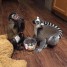 bebes-ouistiti-capucin-lemurien-kinkajou