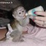 bebe-singe-capucin-de-3-mois