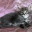 chatons-maine-coon-brown-loof