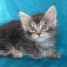 chatons-maine-coon-loof