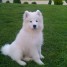 chiots-samoyede-a-donner