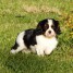 chiots-cavalier-king-charles-a-donner