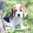 chiot-beagle-a-donner