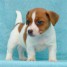 chiots-jack-russell-a-donner