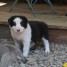 chiots-border-collie-a-donner