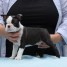 chiots-boston-terrier-a-donner