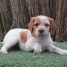 adorable-chiot-epagneul-breton-a-donner