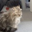 magnifique-chaton-femelle-de-type-persan