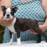 chiot-boston-terrier-pure-race-a-donner