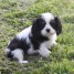 chiots-cavaliers-king-charles-a-donner