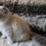 magnifique-chaton-siberien-a-donner