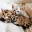 magnifique-chatons-bengal-a-donner-pour-foyer-urgence