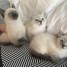 chatons-siamois-didier-pierre345-gmail-com