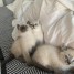 chatons-siamois-didier-pierre345-gmail-com