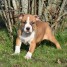 chiots-american-staffordshire-terrier-lof-claudiaangeliqueluis-gmail-com