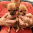 jolie-chiots-chihuahua-lof-a-donner