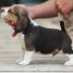 chiot-beagle-male-pure-race-age-de-3-mois