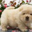chiot-chow-chow-a-donner
