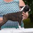 chiot-boston-terrier-a-donner