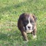 adorable-chiot-boxer-femelle-et-male-a-donner