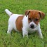 chiot-jack-russell-a-donner