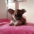 adorable-chiot-chihuahua-lof-a-donner