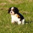 chiots-cavaliers-king-charles-a-donner-contacte-mariologer62-gmail-com