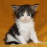 chatons-maine-coon-a-donner-contre-bon-soin-nbsp