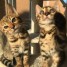 adorables-chatons-bengal