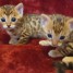 magnifiques-chatons-bengal