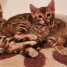 adorables-chatons-bengal